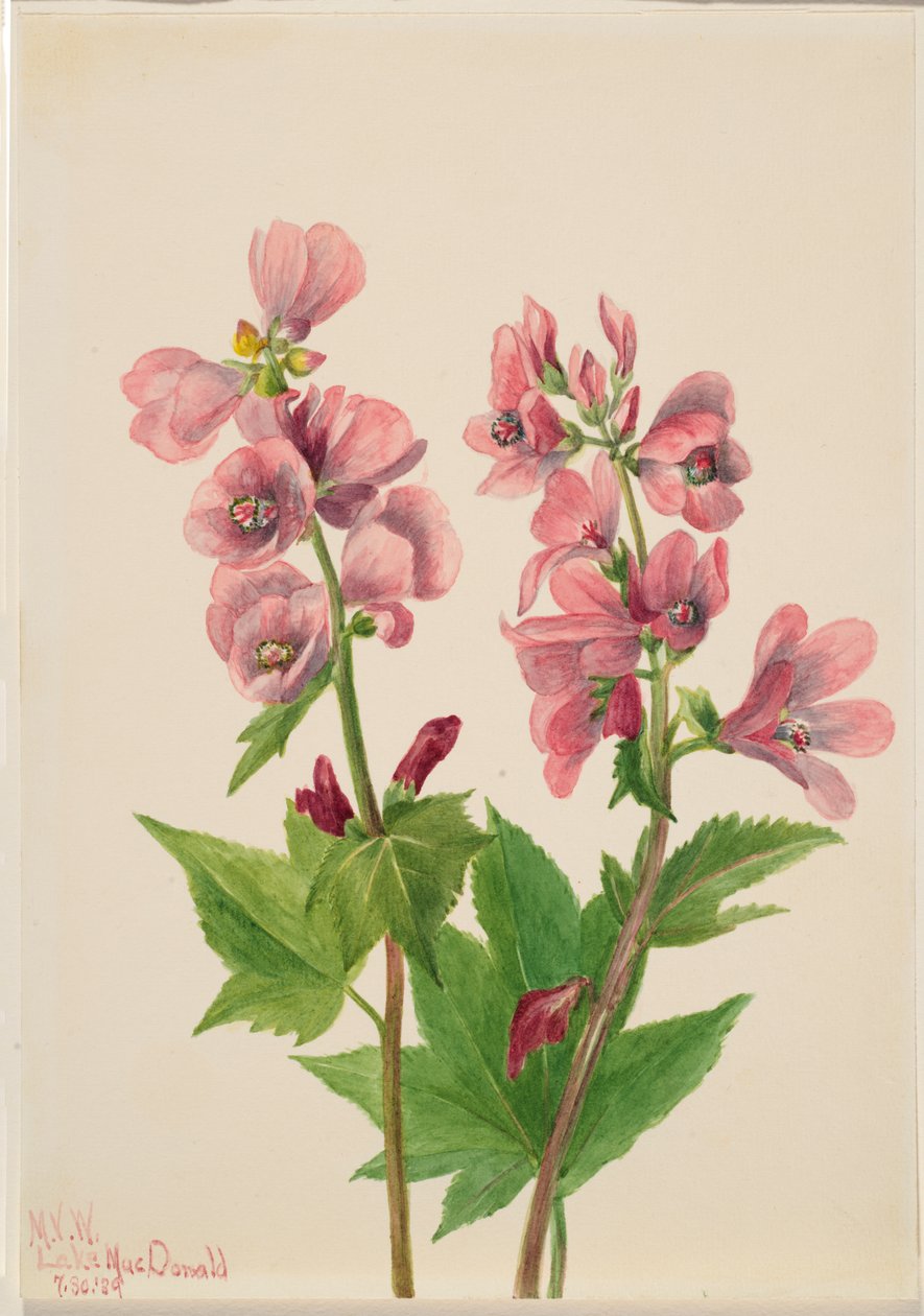 Uten tittel--Flower Study, 1939. av Mary Vaux Walcott