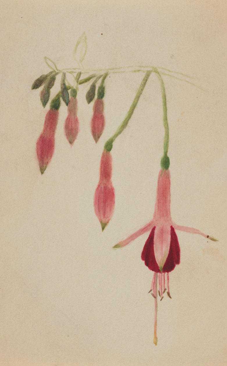 Uten tittel--Flower Study, ca. 1872-1874. av Mary Vaux Walcott