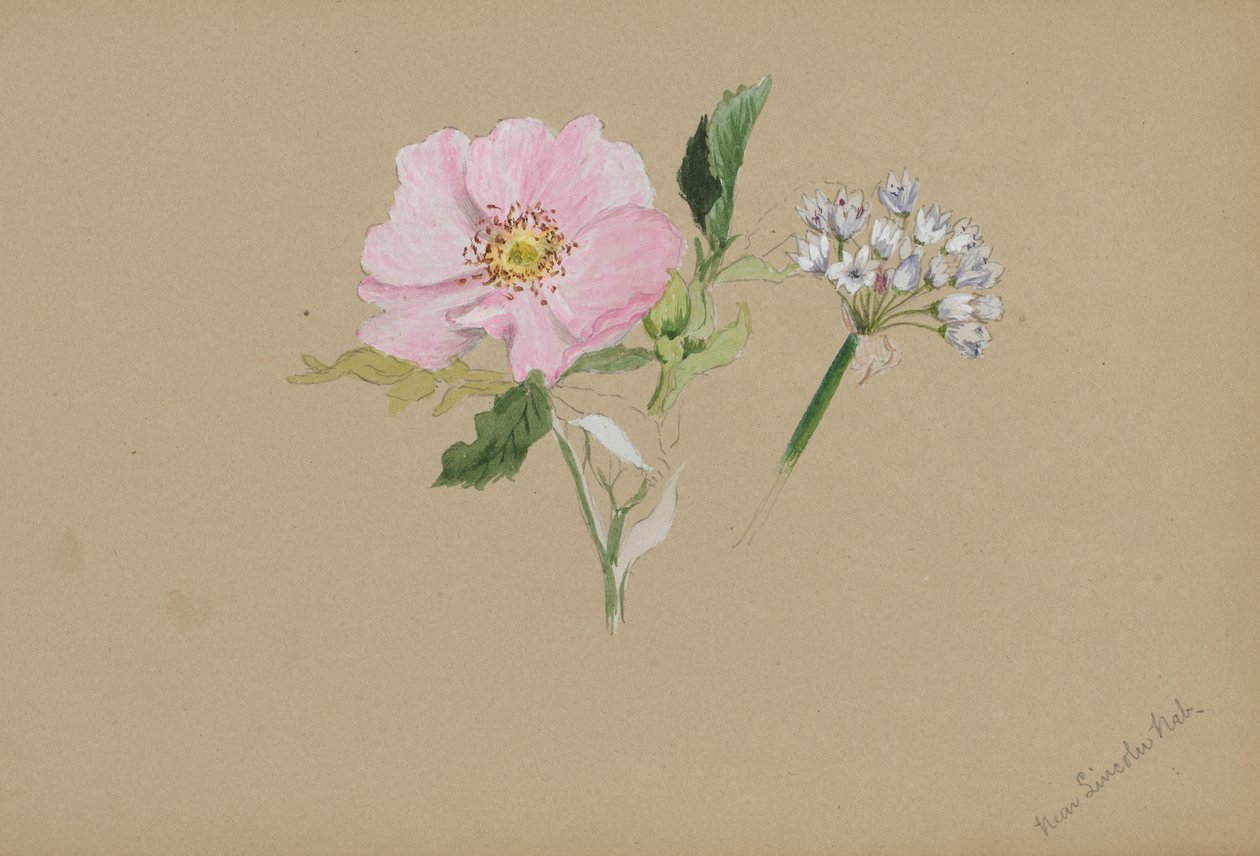 Uten tittel--Flower Study, ca. 1876-1878. av Mary Vaux Walcott