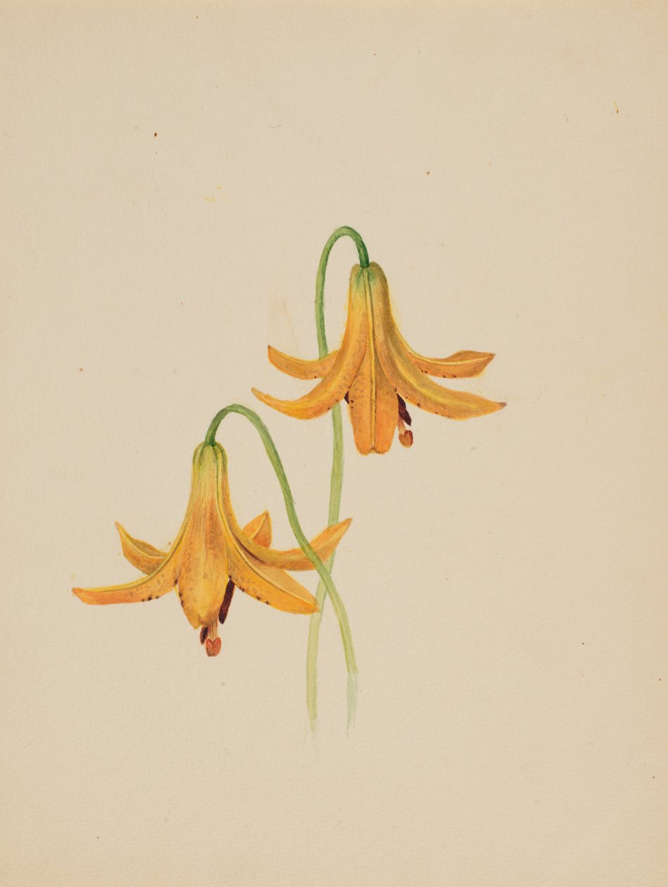 Uten tittel--Flower Study, ca. 1876-1878. av Mary Vaux Walcott