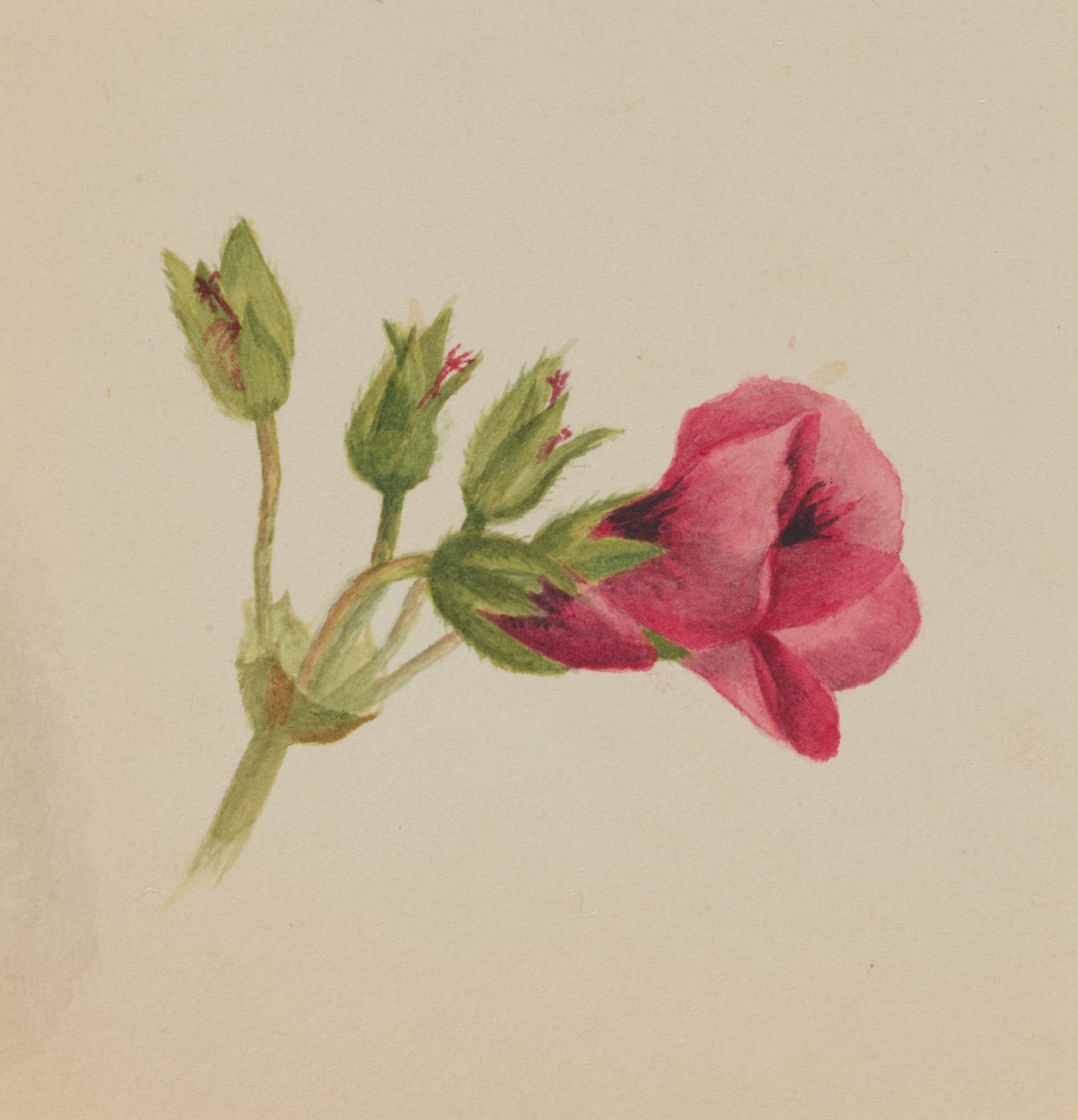 Uten tittel--Flower Study, ca. 1876. av Mary Vaux Walcott