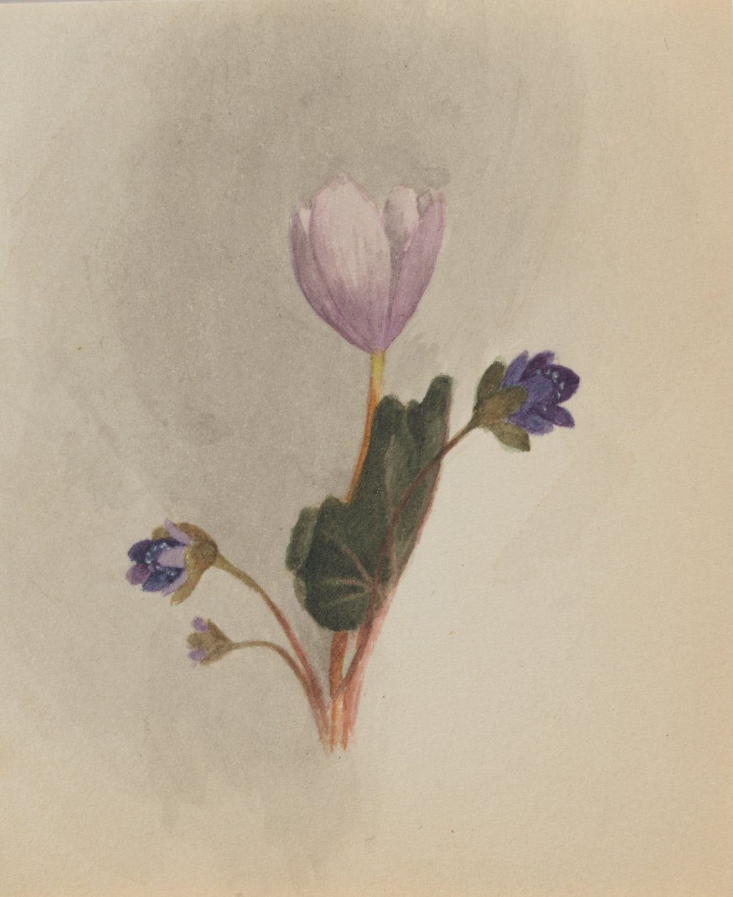 Uten tittel--Flower Study, ca. 1876. av Mary Vaux Walcott