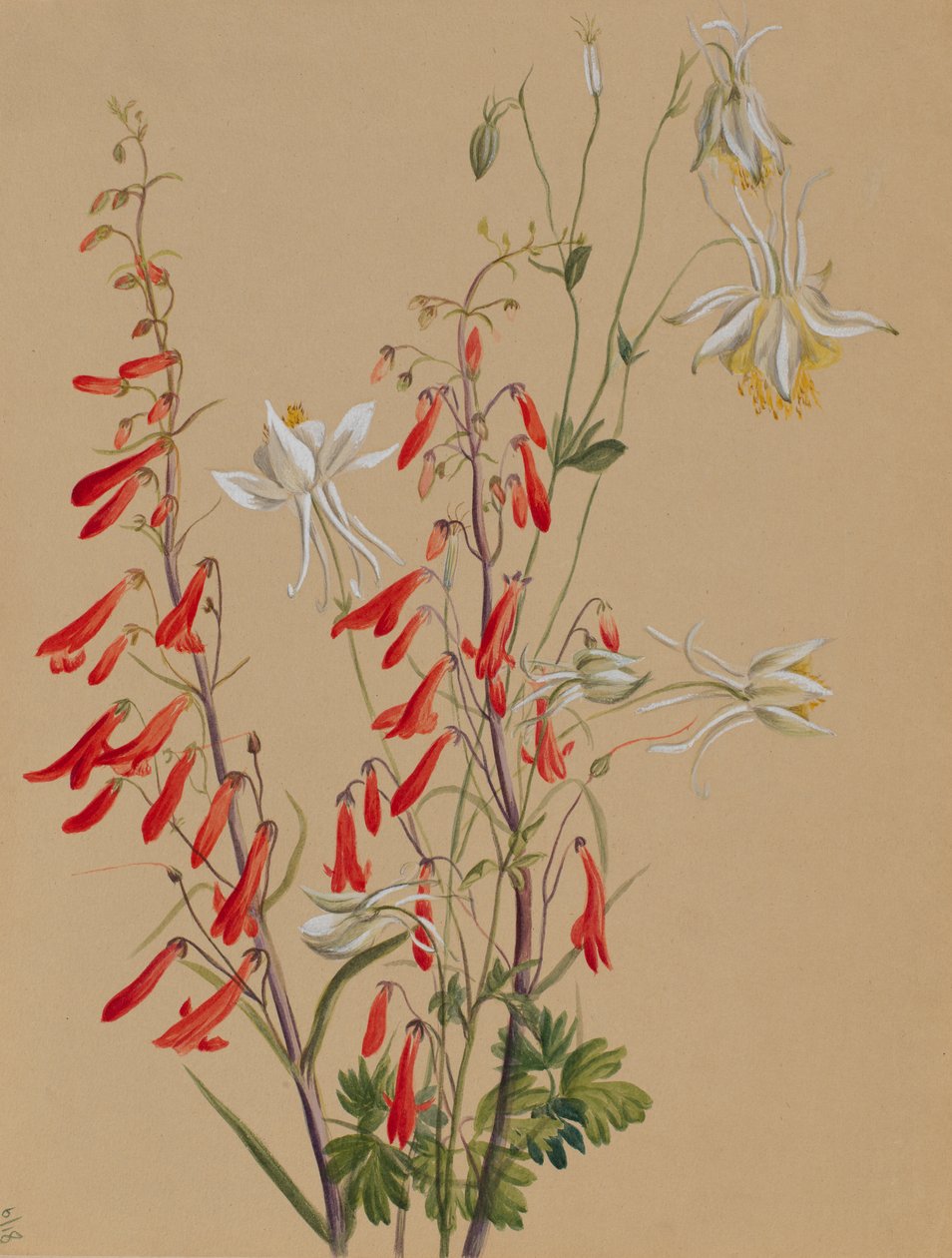 Uten tittel--Flower Study, ca. 1883-1900. av Mary Vaux Walcott