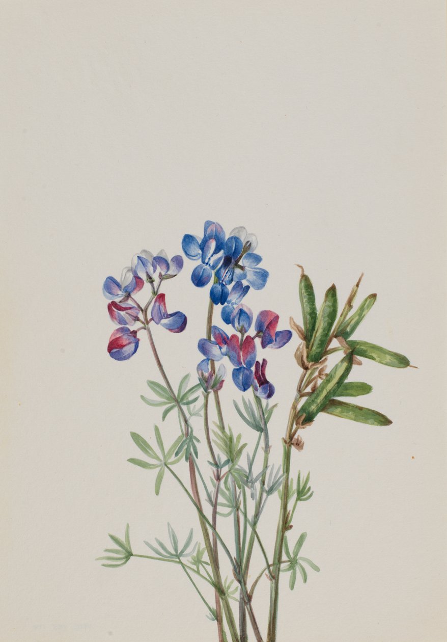 Uten tittel--Flower Study, ca. 1900-1930. av Mary Vaux Walcott