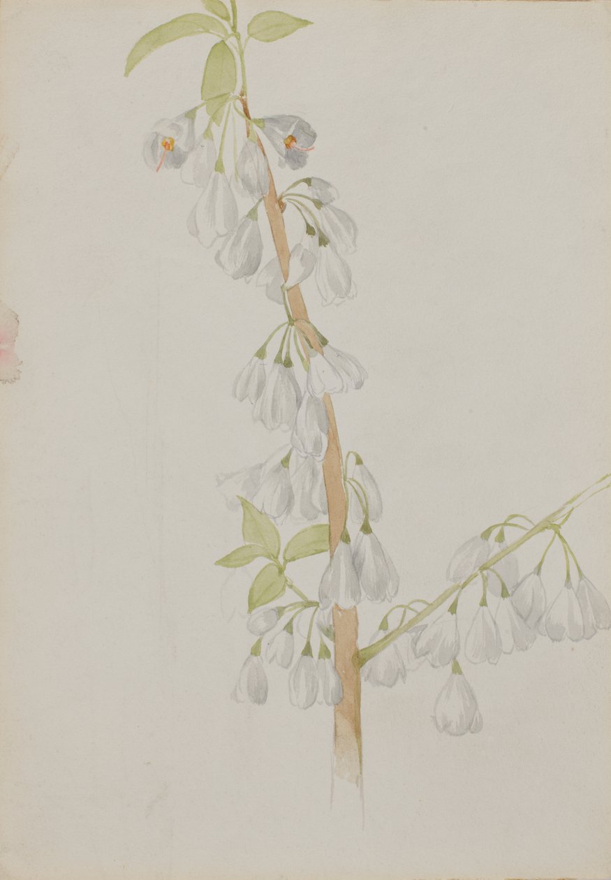 Uten tittel--blomsterstudie, n.d. av Mary Vaux Walcott