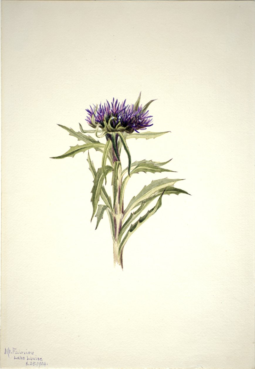 Uten tittel--Plant Study, 1904. av Mary Vaux Walcott