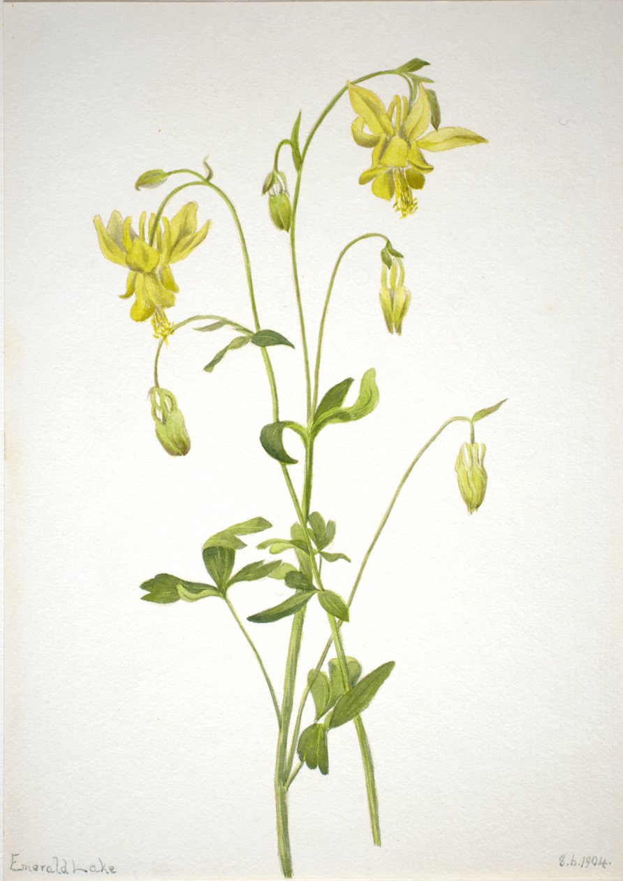 Uten tittel--Plant Study, 1904. av Mary Vaux Walcott