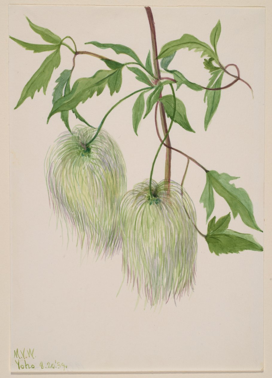 Uten tittel--Plant Study, 1939. av Mary Vaux Walcott