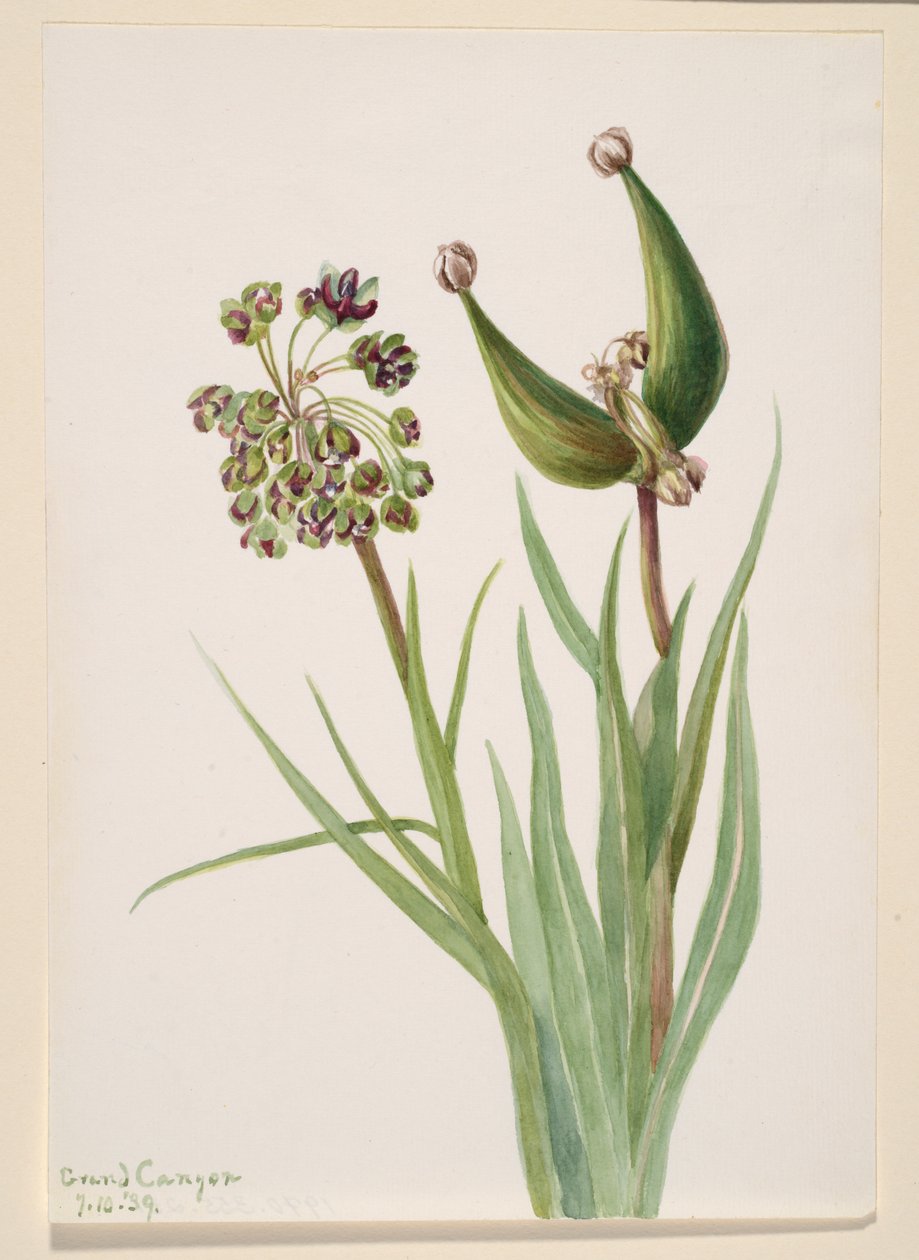 Uten tittel--Plant Study, 1939. av Mary Vaux Walcott
