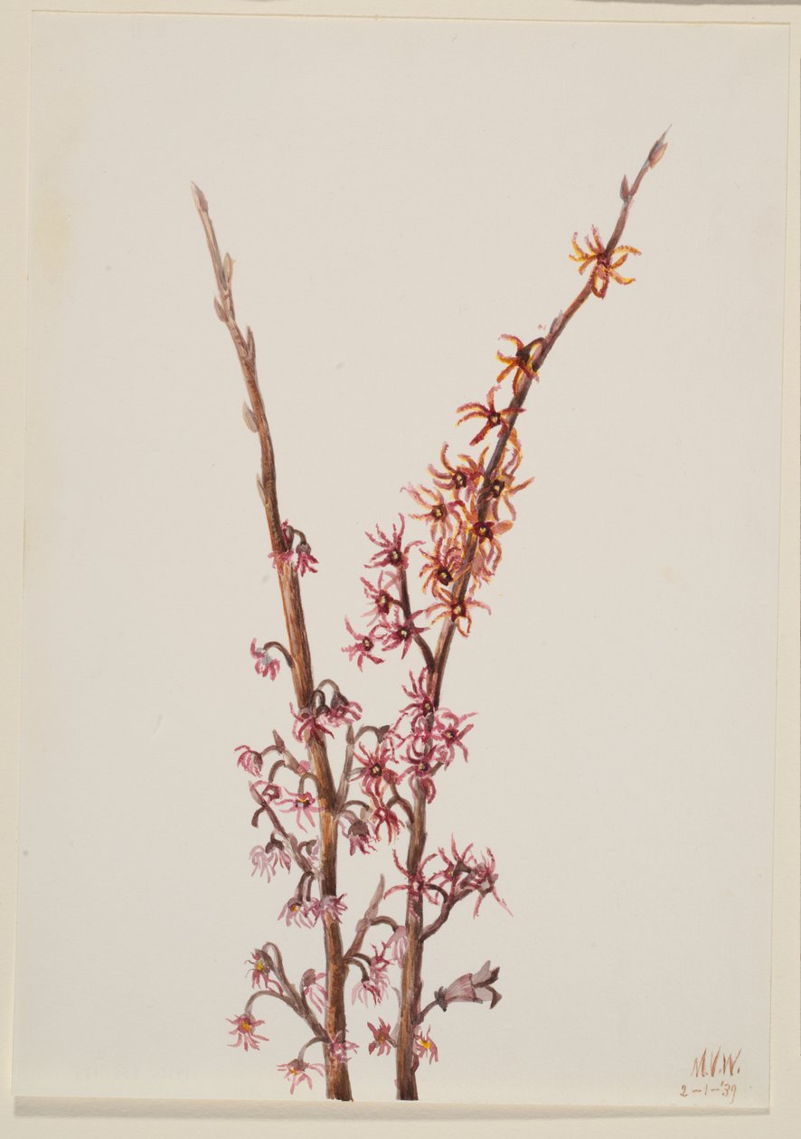Uten tittel--Plant Study, 1939. av Mary Vaux Walcott
