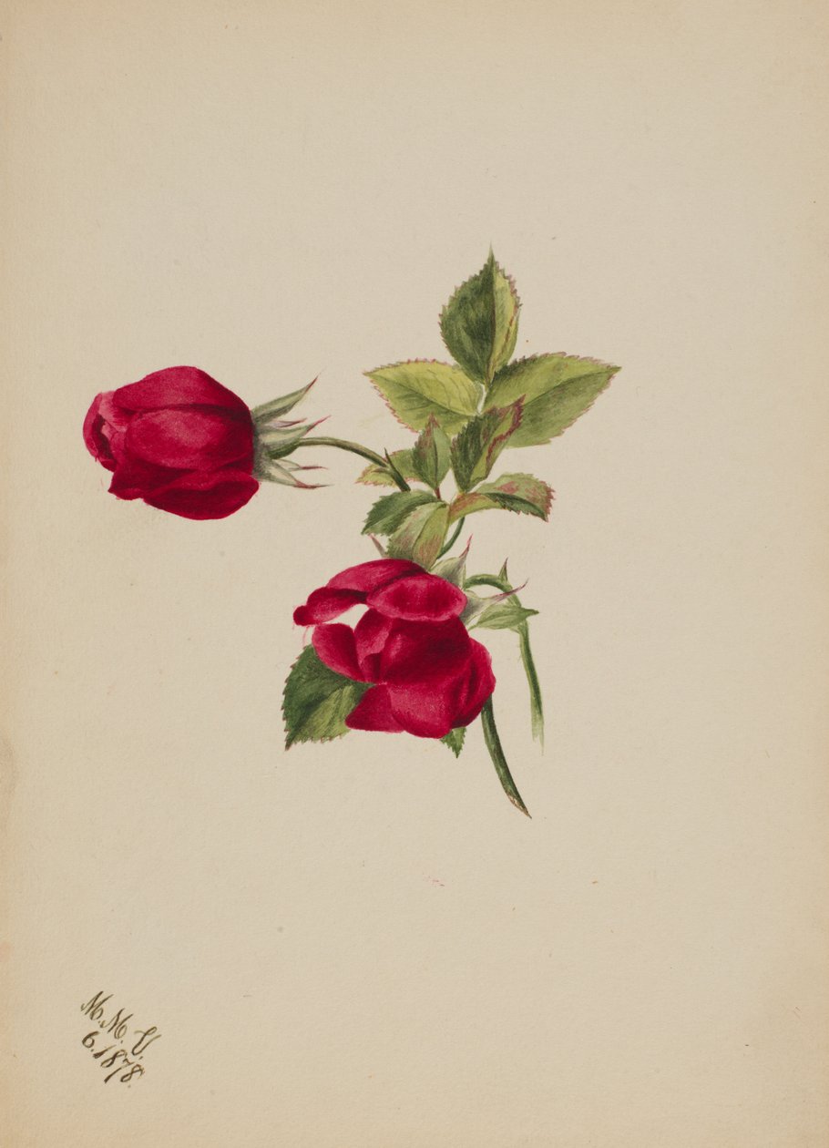 Uten tittel - Rose, 1878. av Mary Vaux Walcott