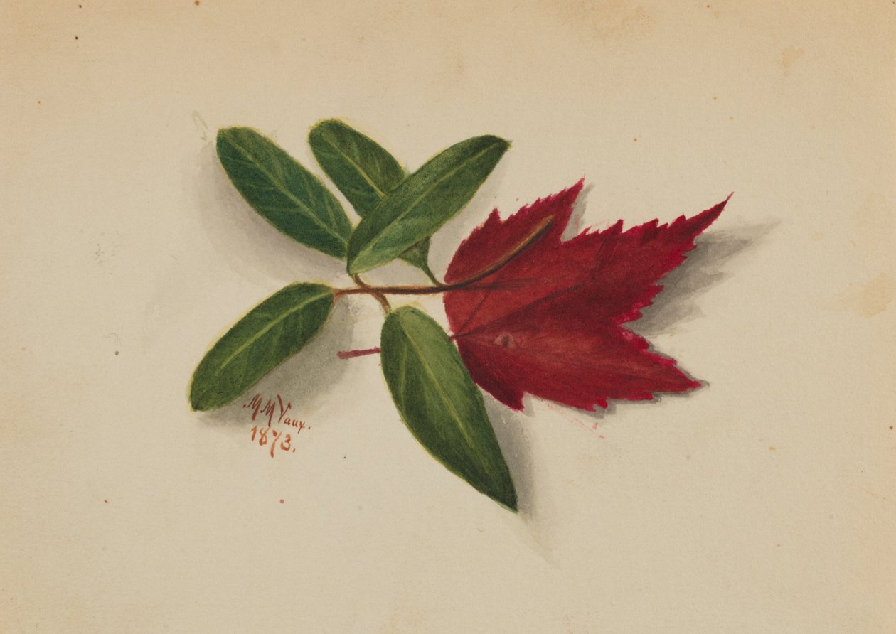 Uten tittel, 1873. av Mary Vaux Walcott