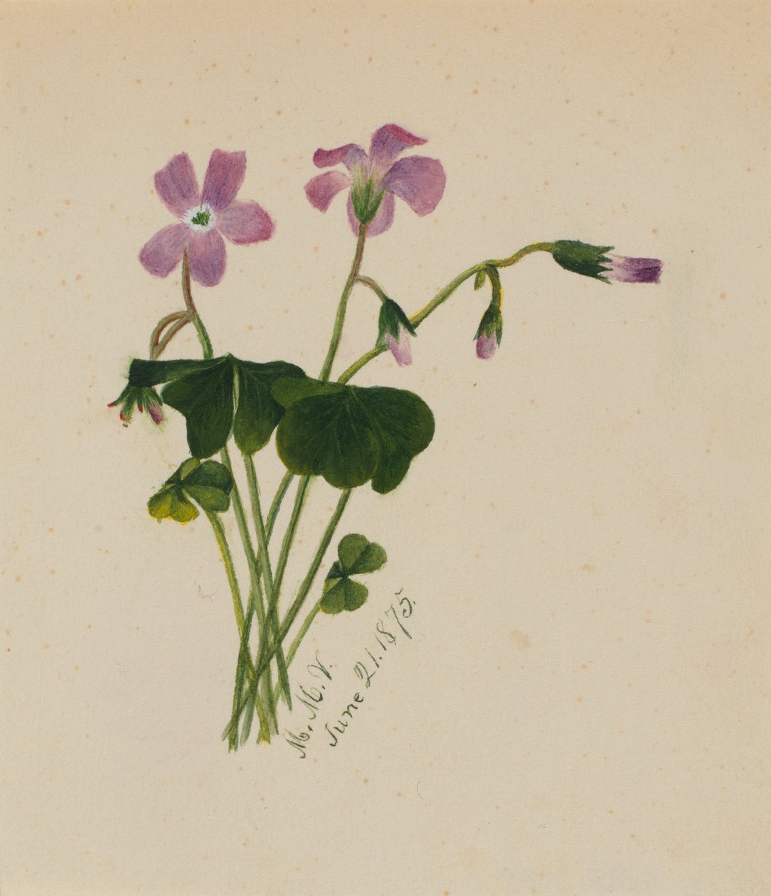 Uten tittel, 1875. av Mary Vaux Walcott