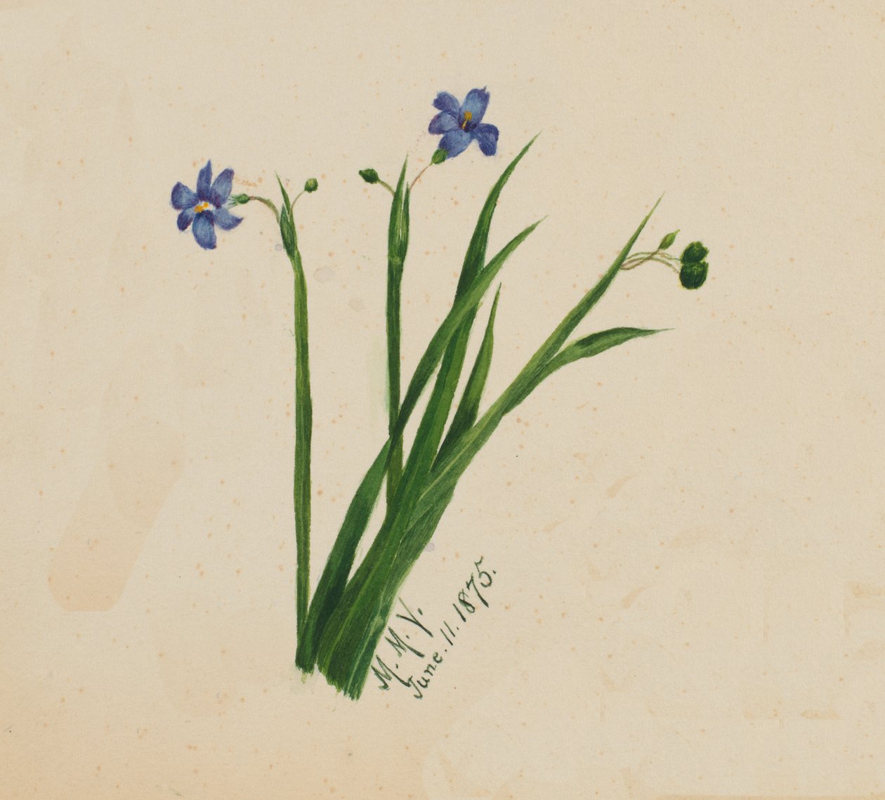 Uten tittel, 1875. av Mary Vaux Walcott