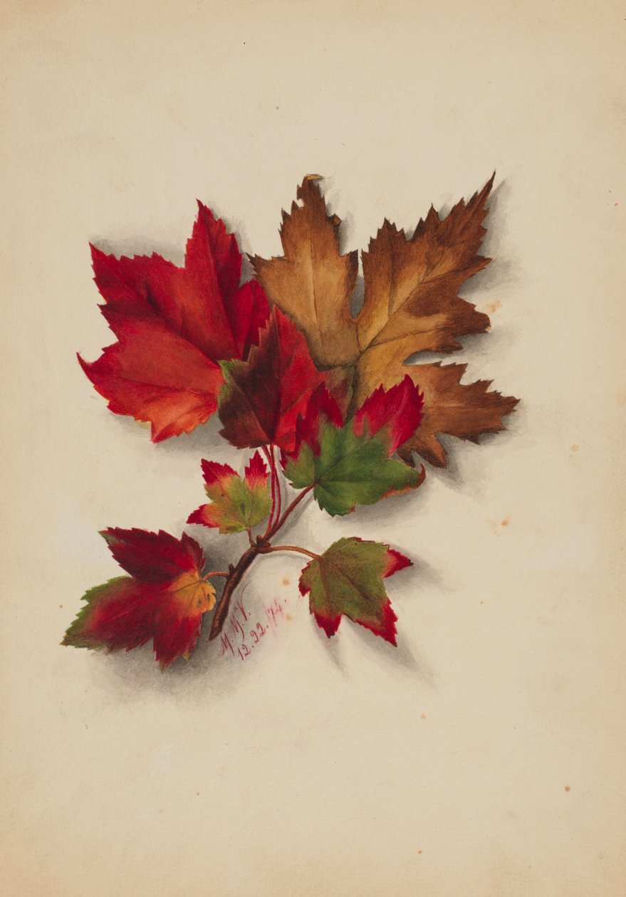 Uten tittel høstløv, 1874. av Mary Vaux Walcott