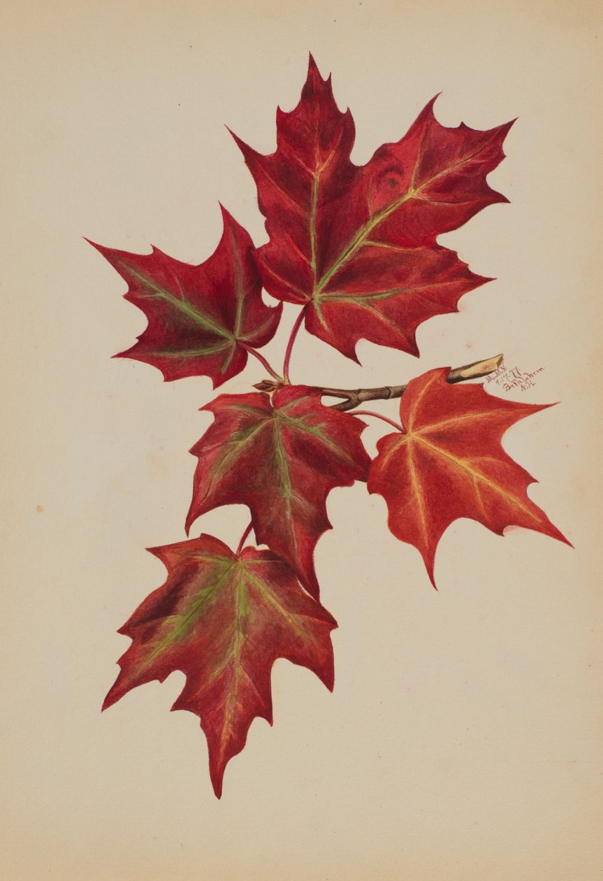 Uten tittel høstløv, 1877. av Mary Vaux Walcott