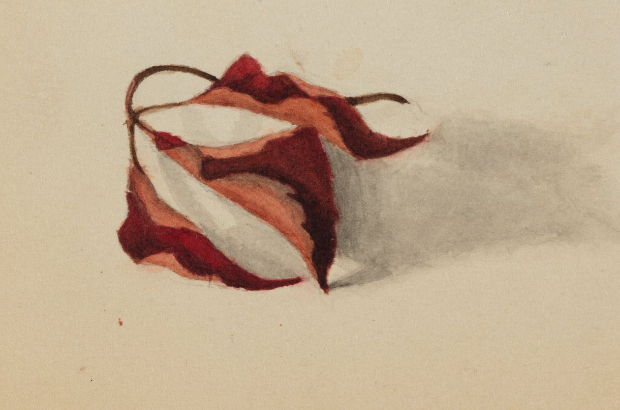 Uten tittel Krøllete høstløv, 1872. av Mary Vaux Walcott