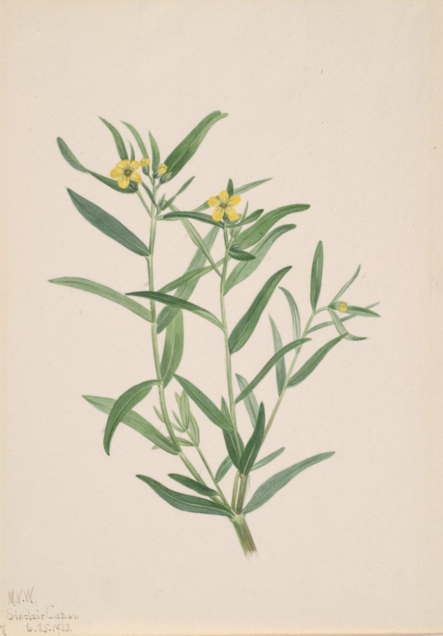 Blomsterstudie uten tittel, 1923. av Mary Vaux Walcott