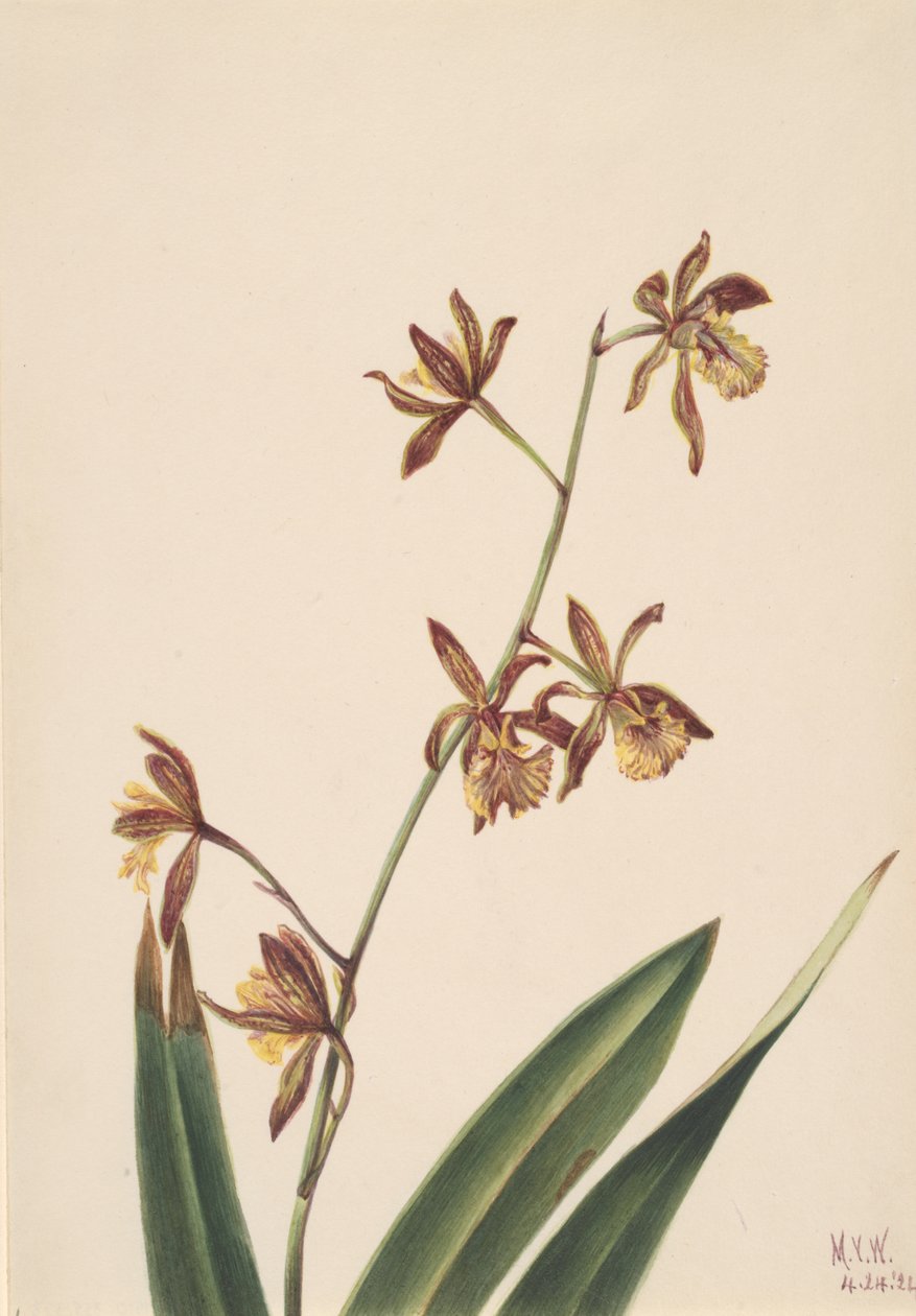 Blomsterstudie uten tittel, 1924. av Mary Vaux Walcott