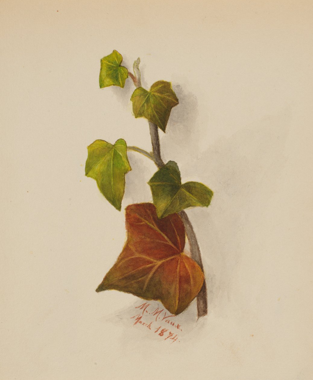 Uten tittel Ivy, 1874. av Mary Vaux Walcott