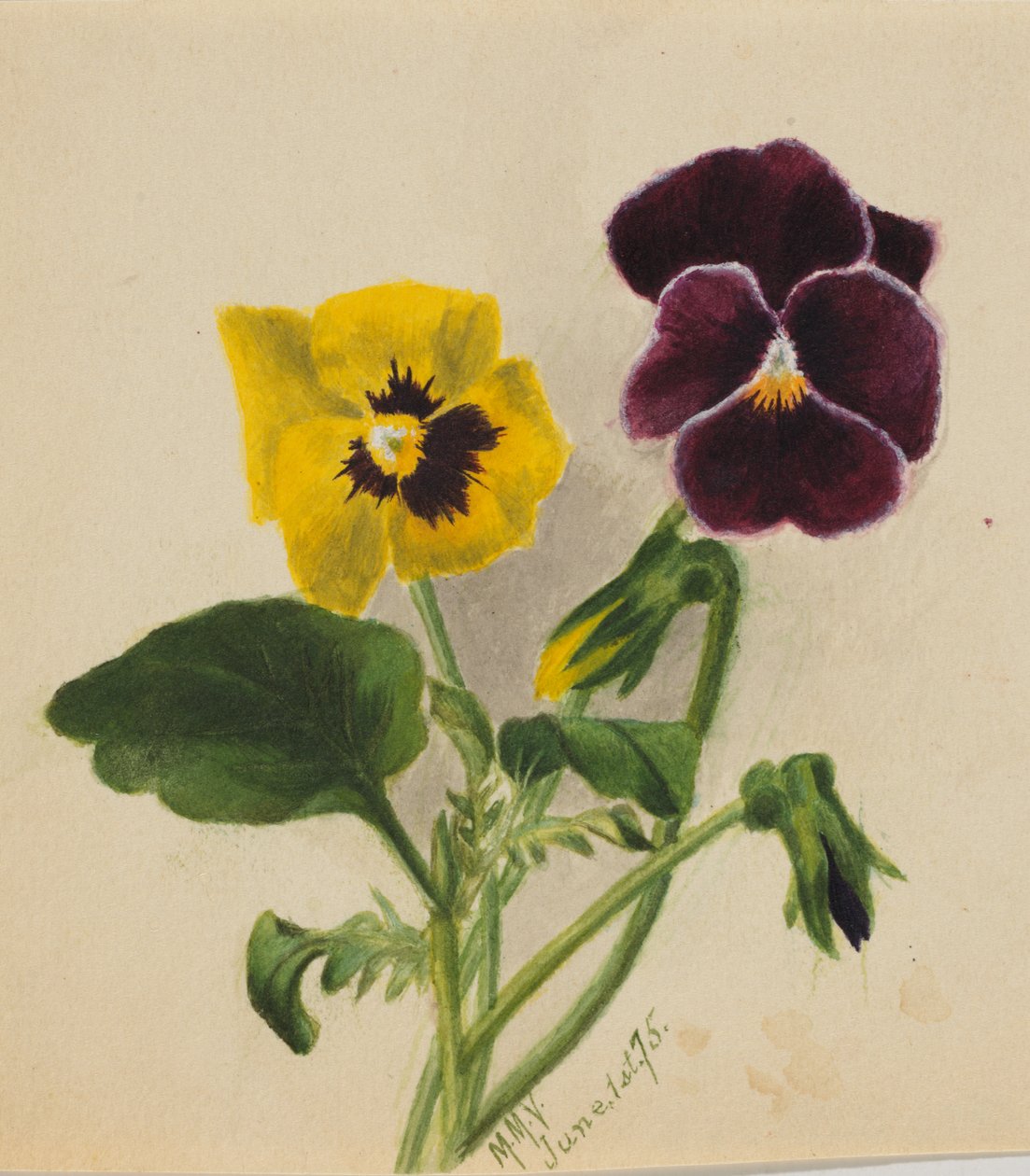 Uten tittel Stemorblomster, 1875. av Mary Vaux Walcott