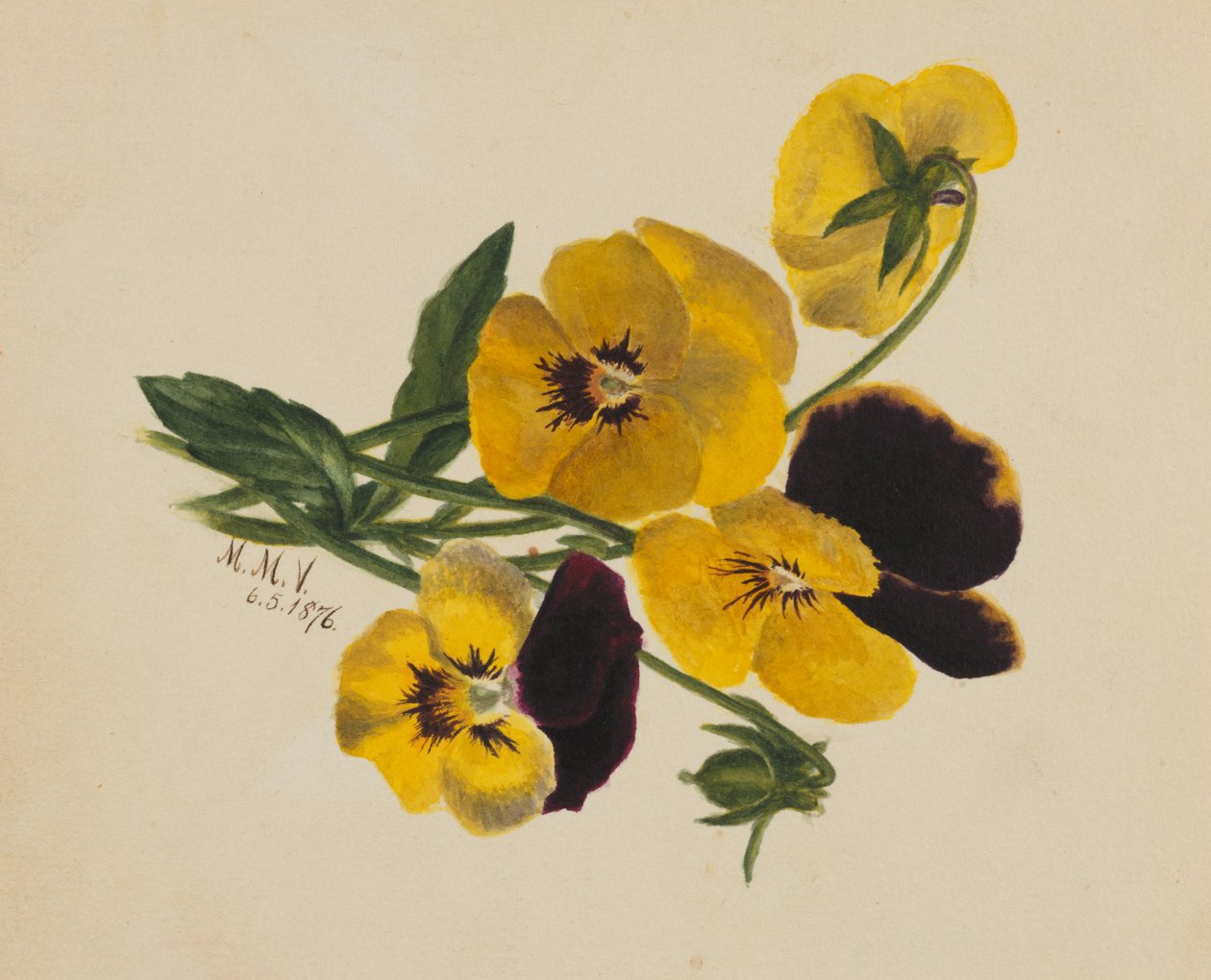 Uten tittel Stemorblomster, 1876. av Mary Vaux Walcott