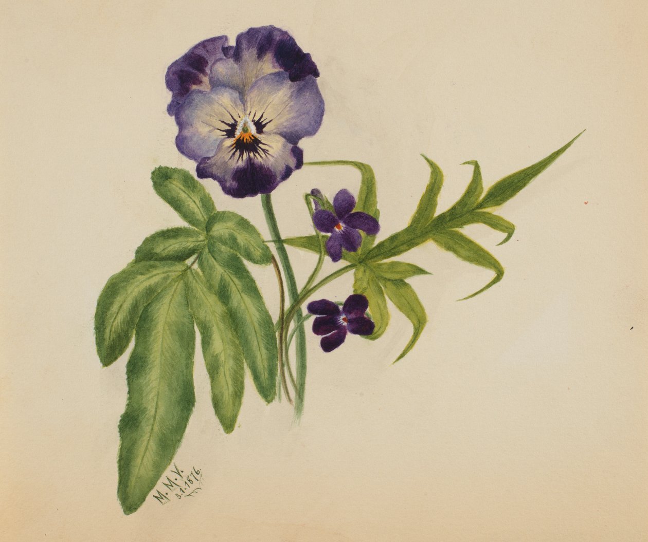 Uten tittel Pansy, 1876. av Mary Vaux Walcott
