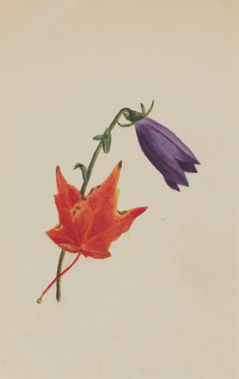 Uten tittel, ca. 1876. av Mary Vaux Walcott