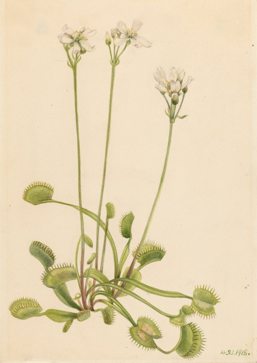 Venus Flytrap Dionaea muscipula, 1918. av Mary Vaux Walcott