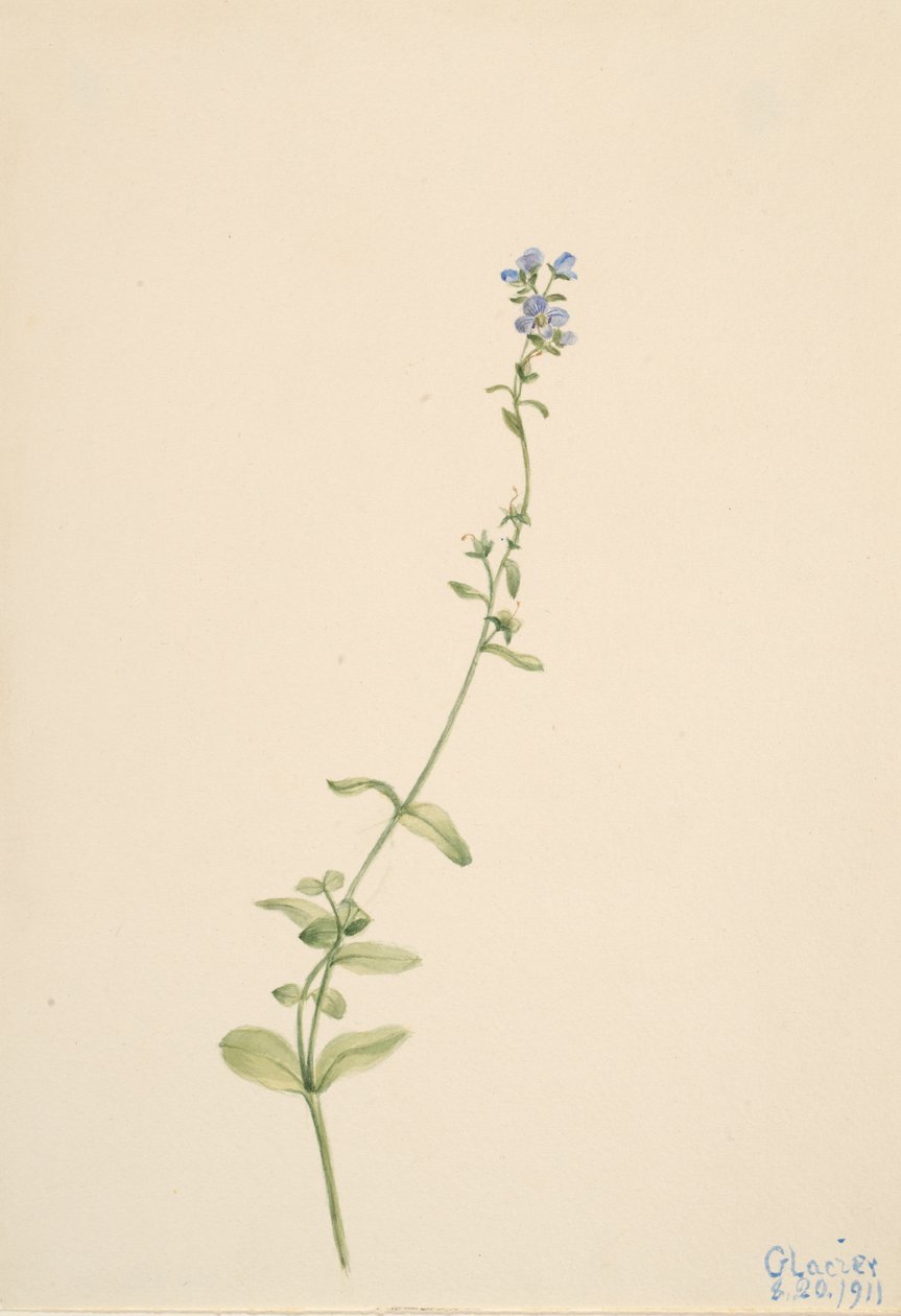 Veronica serpyllifolia, 1911. av Mary Vaux Walcott