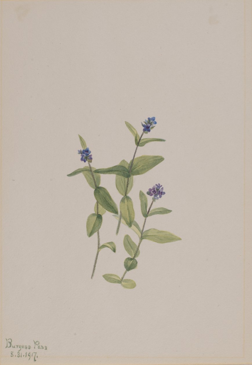 Veronica wormskjoldii, 1917. av Mary Vaux Walcott