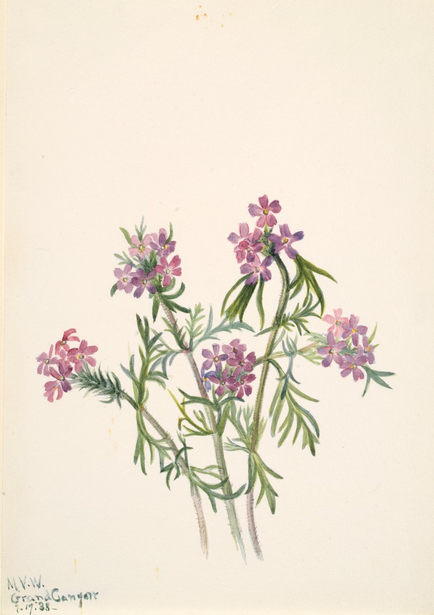 Vervain Verbena wrightii, 1938. av Mary Vaux Walcott