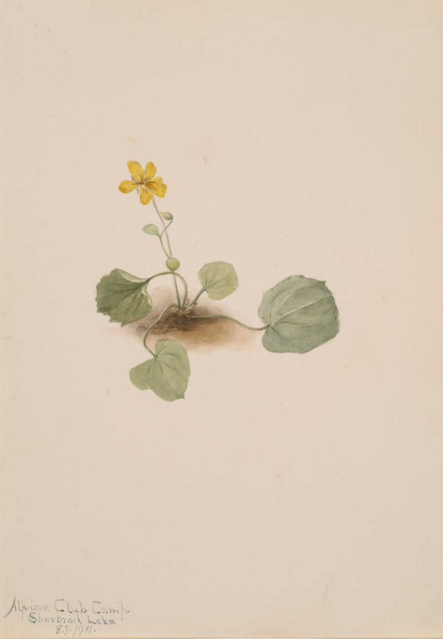 Viola orbiculata, 1911. av Mary Vaux Walcott