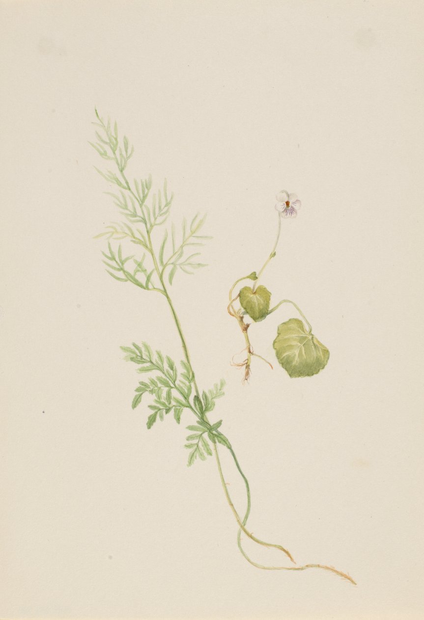 Myrfiolett, ca. 1917-1918. av Mary Vaux Walcott