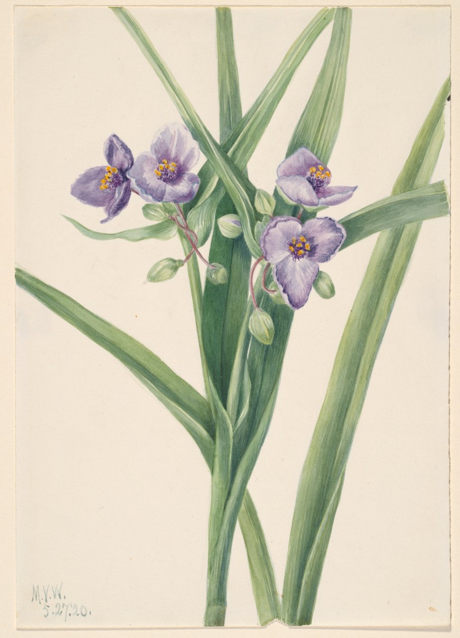 Virginia Spiderwort Tradescantia virginiana, 1920. av Mary Vaux Walcott