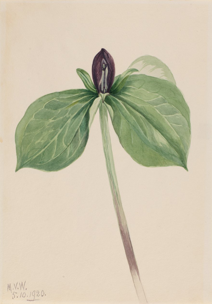 Wake-Robin Trillium fastsittende, 1920. av Mary Vaux Walcott