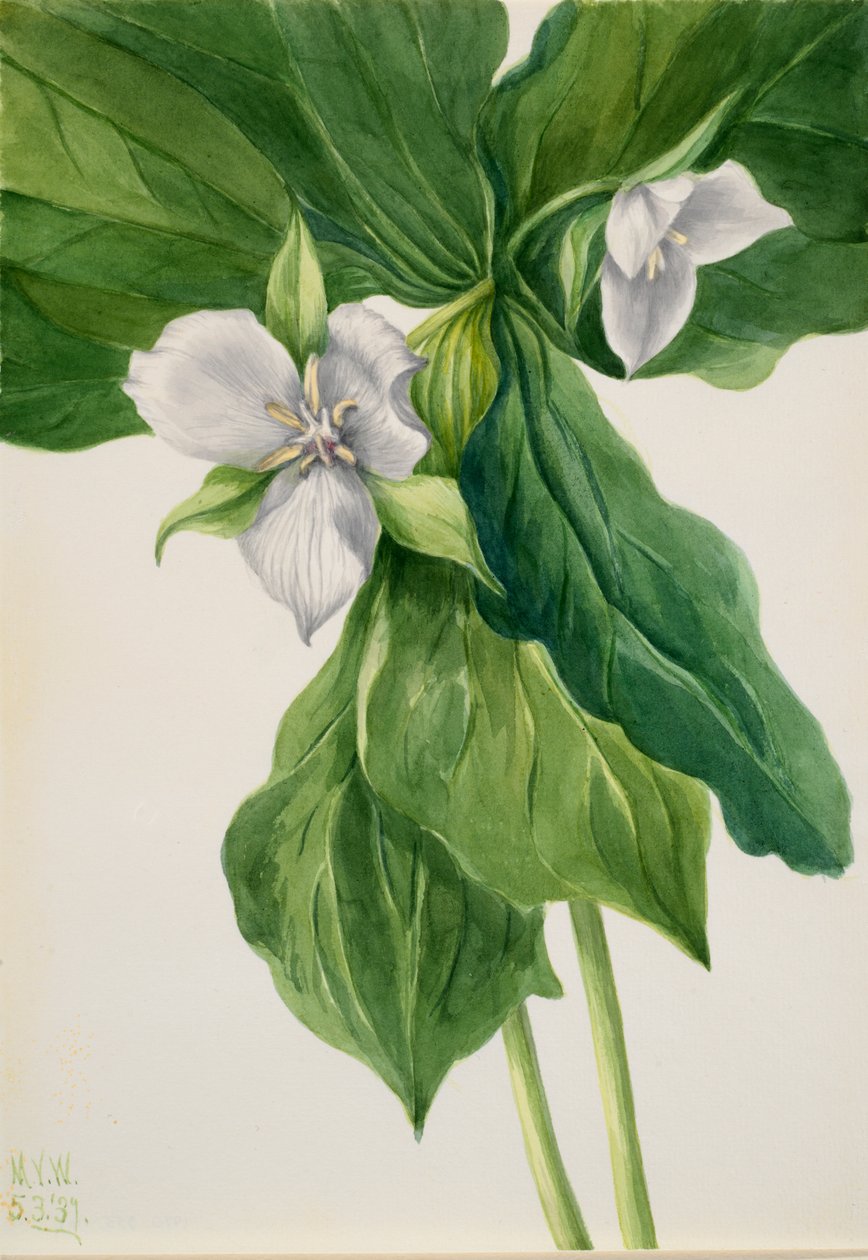 Wake-Robin Trillium-liknelse, 1939. av Mary Vaux Walcott