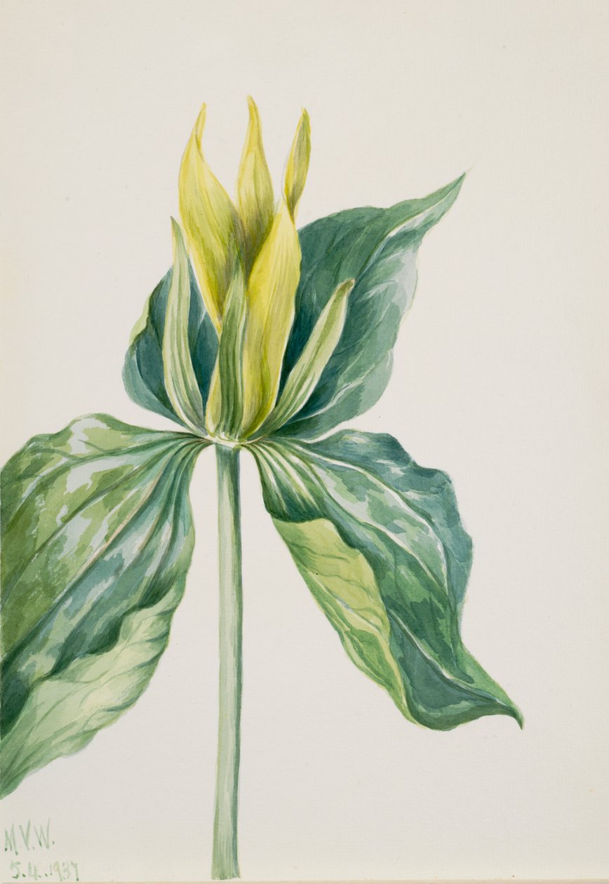 Wake-Robin Trillium underwoodii, 1937. av Mary Vaux Walcott