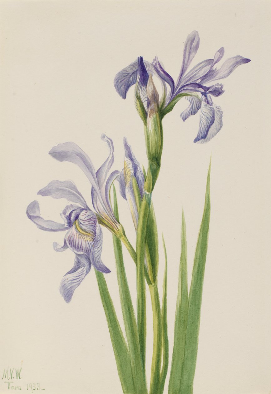Western Blue Flag Iris missouriensis, 1933. av Mary Vaux Walcott