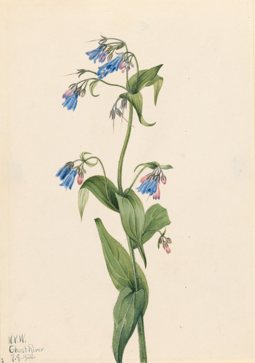 Western Bluebells Mertensia paniculata, 1920.    1145341   no       norwegian Successfully Translated  Original: What a sacrifice, a young woman surrounded by a group of men, which includes her fi..., after 1816. Translat: What a sacrifice