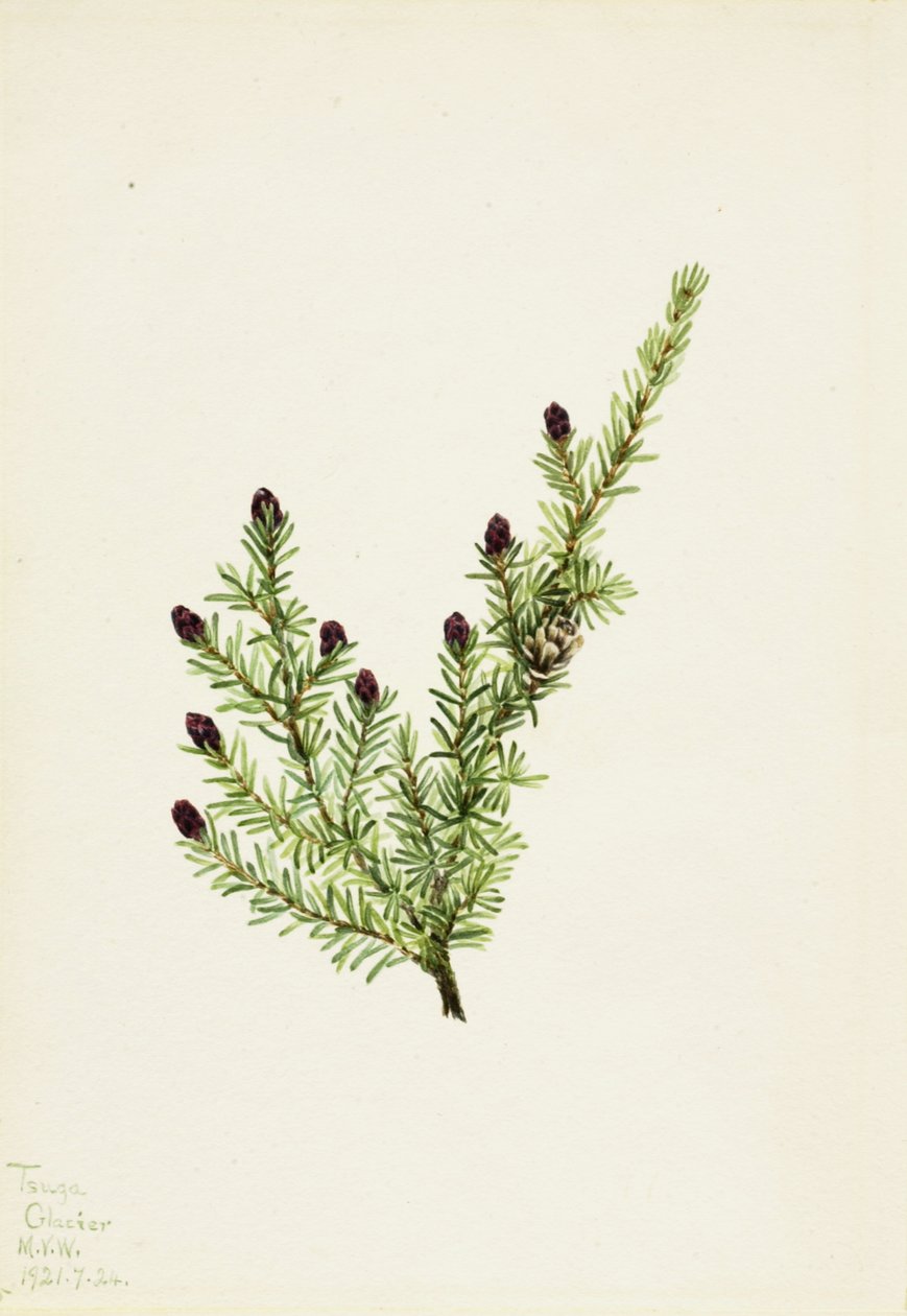 Western Hemlock Tsuga heterophylla, 1924. av Mary Vaux Walcott