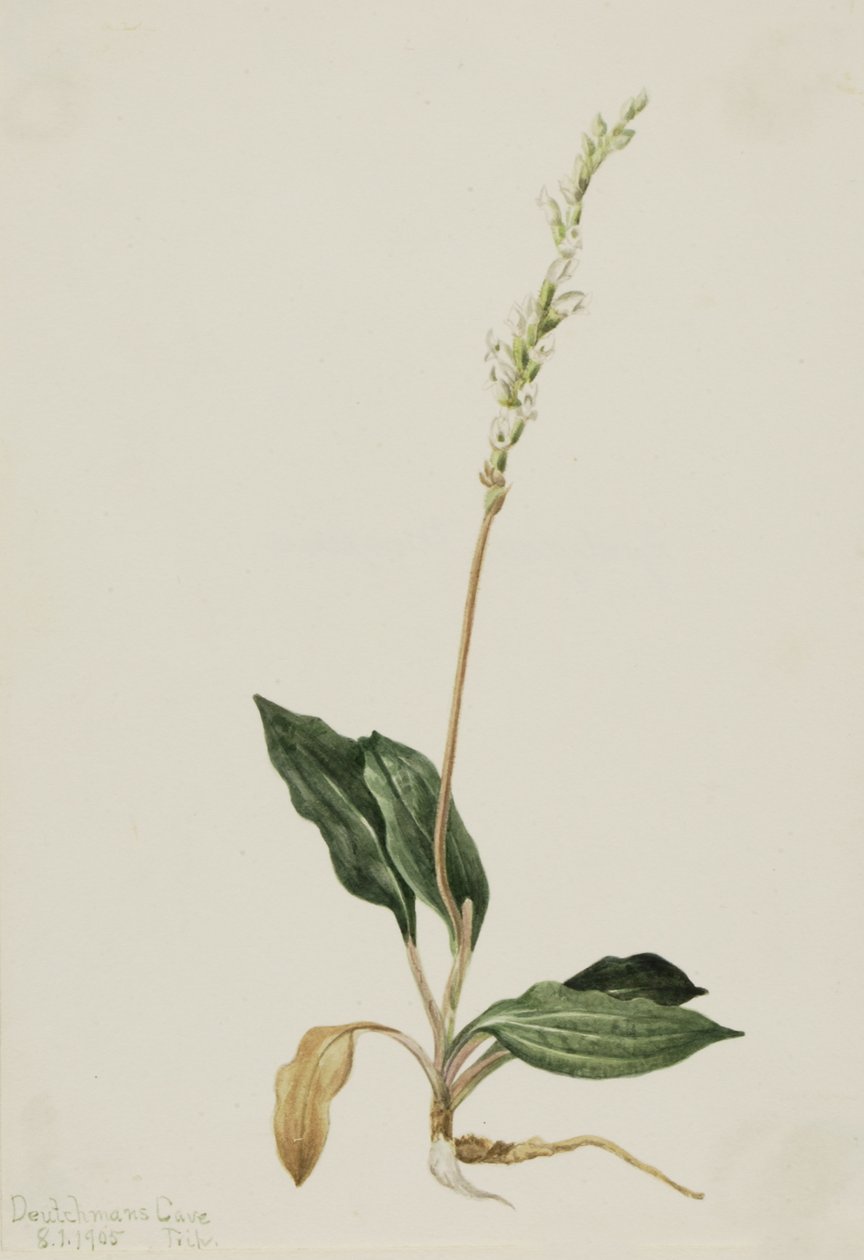 Western Rattlesnake bedrar Plantain Peranium, 1905. av Mary Vaux Walcott