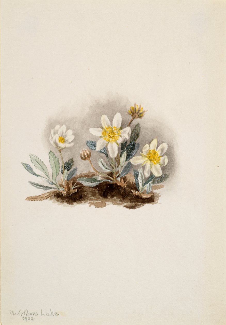 White Dryad Dryas octopetala, 1902. av Mary Vaux Walcott