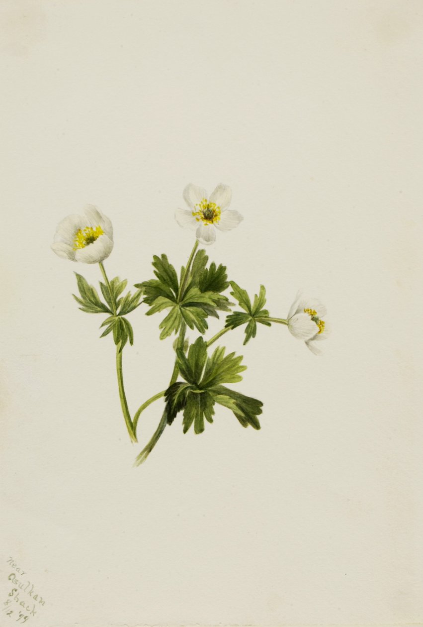 White Globeflower Trollius albiflorus, 1899. av Mary Vaux Walcott