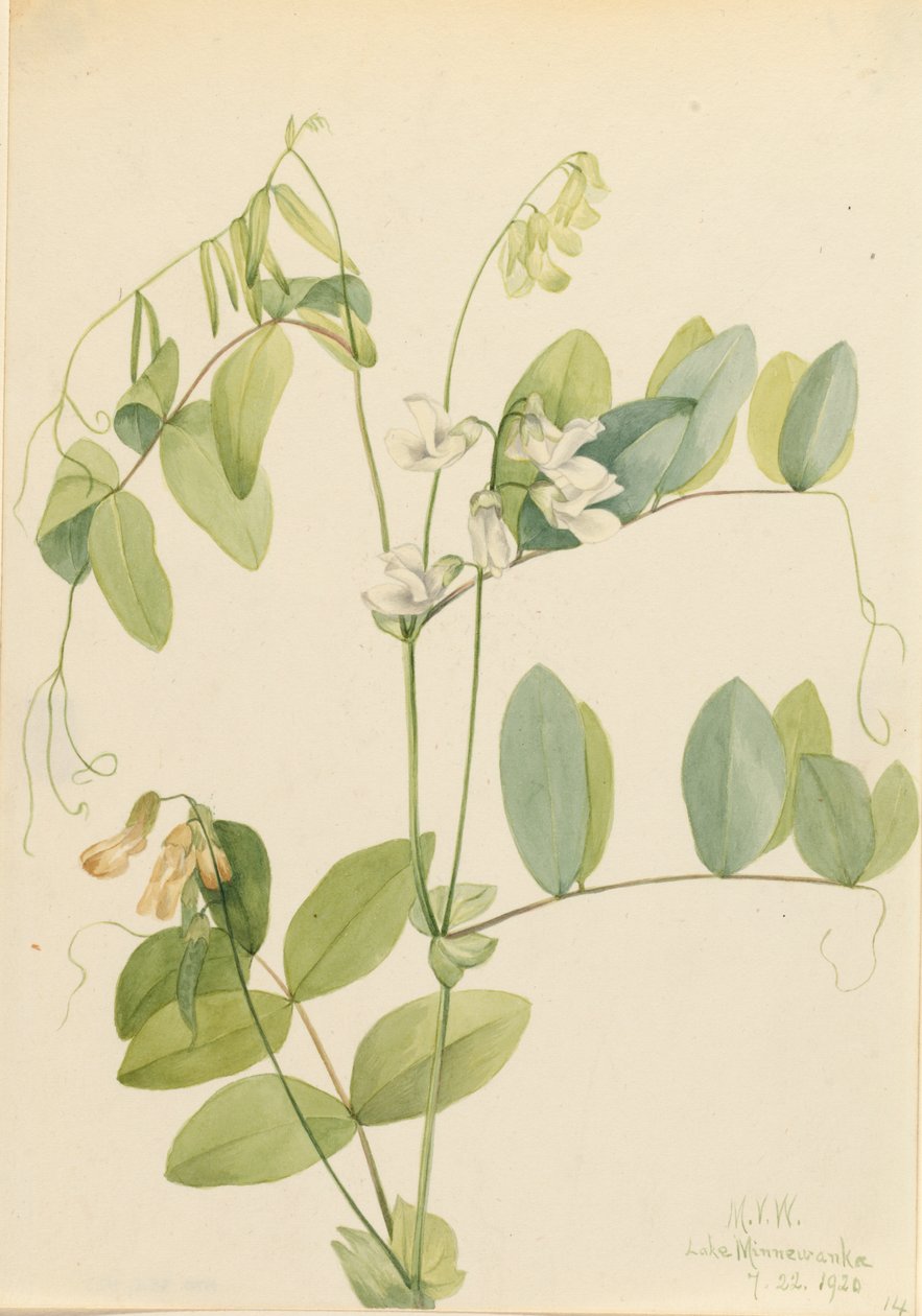 Hvit ert Lathyrus ochroleucus, 1920. av Mary Vaux Walcott