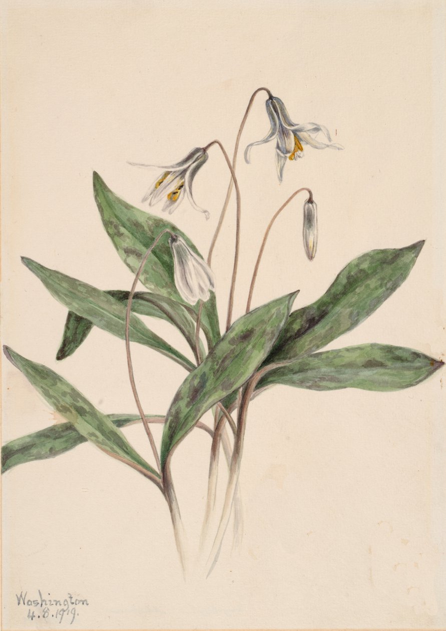 Hvit ørretlilje Erythronium albidum, 1919. av Mary Vaux Walcott