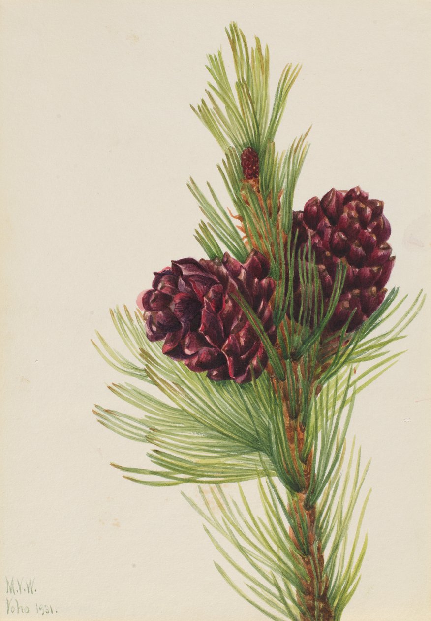 Hvitbarkfuru Pinus albicaulis, 1931. av Mary Vaux Walcott