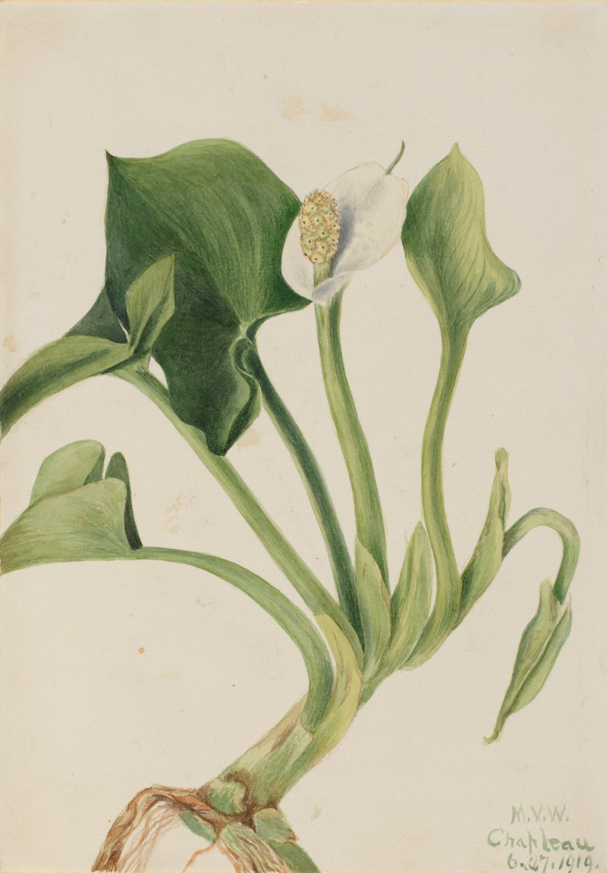 Vill Calla Calla palustris, 1919. av Mary Vaux Walcott