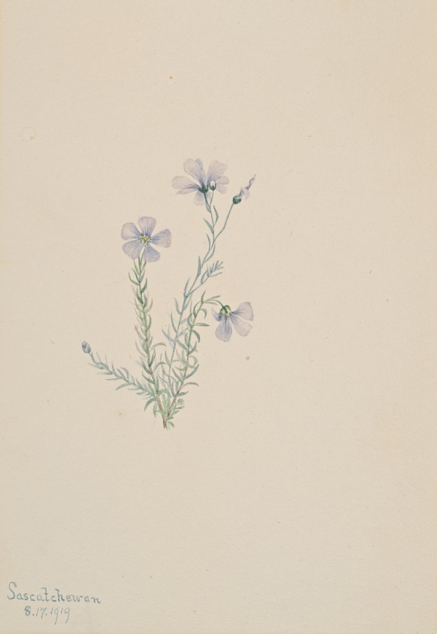 Vill lin Linum Lewis, 1919. av Mary Vaux Walcott