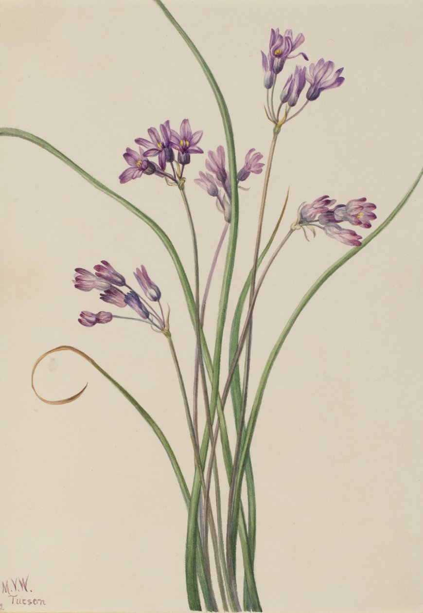 Vill Hyacinth Brodiaea pulchella, 1927. av Mary Vaux Walcott